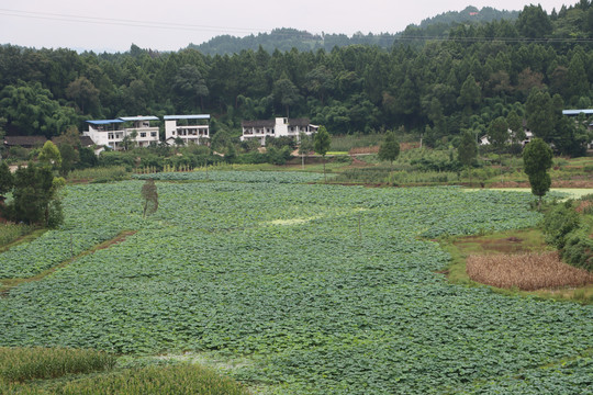 藕种植