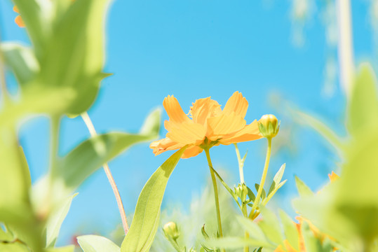 波斯菊