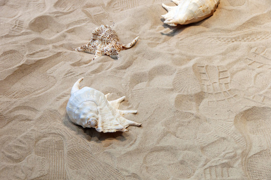 海螺标本