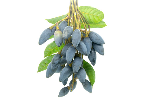 新鲜黑橄榄