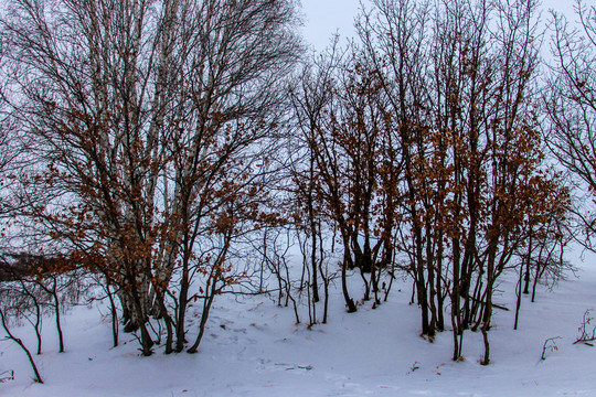 乌兰布统冬景