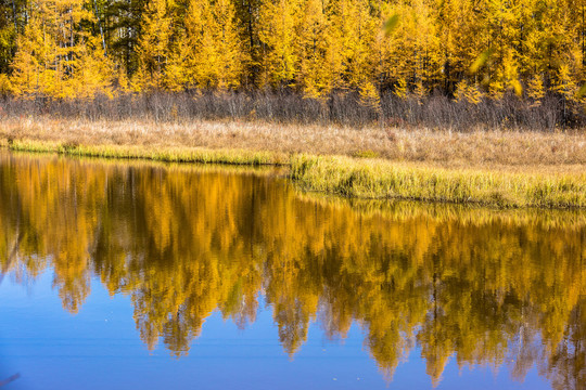 秋季水边金色树林倒影
