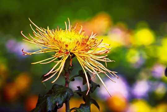 菊花