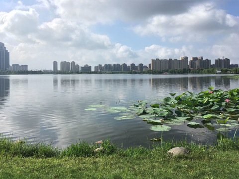 龙池湖边水生植物