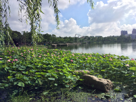 龙池湖边水生植物