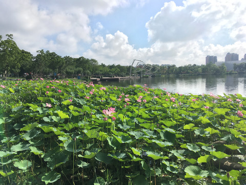 龙池湖边水生植物