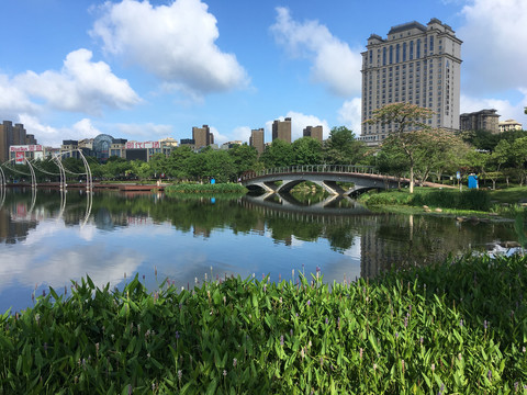 龙池湖再力花雨久花全景