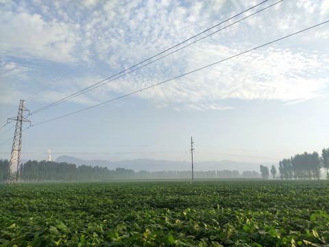 黄豆基地