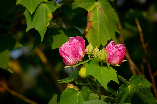 木槿