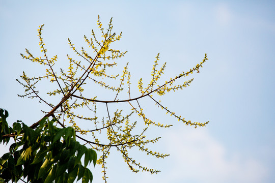 栾树花