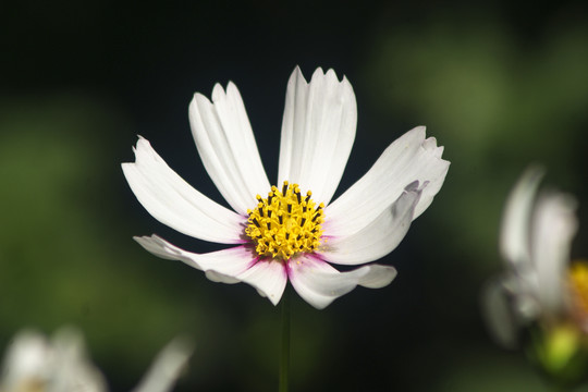 波斯菊