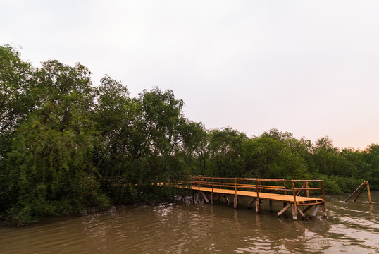 湿地公园的栈桥