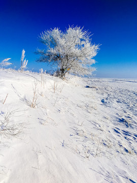 雪原一棵树雾凇