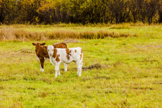 秋季草原小牛