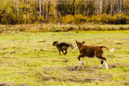 奔跑的小牛和狗