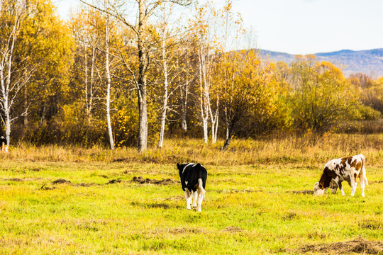 秋季森林牛群