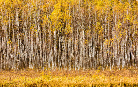 秋季金色白桦林