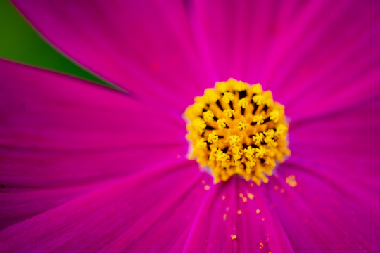 波斯菊花蕊