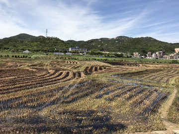田野