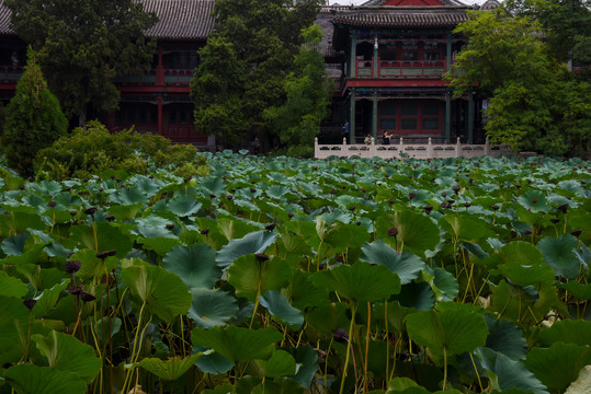 河北保定古莲花池景区直隶图书馆