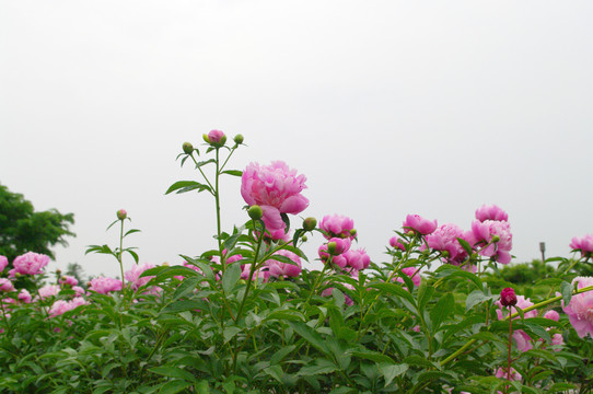 芍药花海