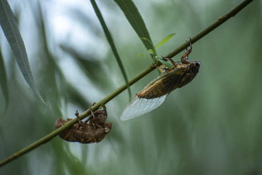 树枝上的知了和蝉壳