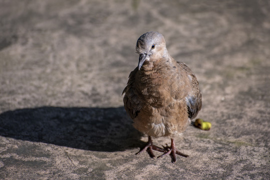 站立水泥地上的灰色小鸟