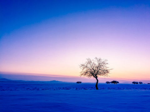 冬季雪原傍晚一棵树