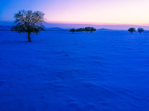 冬季雪原一棵树