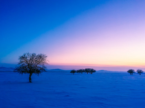 雪原冬天一棵树