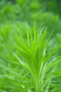 小蓬草