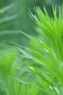 小蓬草