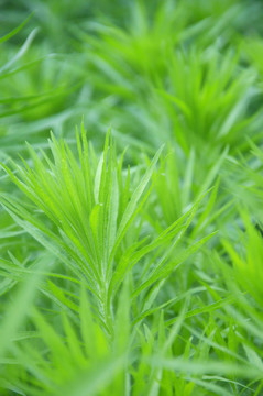 小蓬草