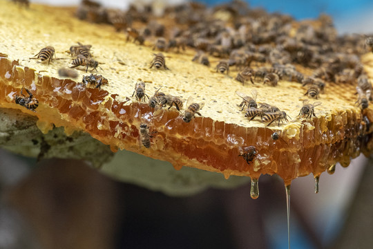 蜜蜂1蜂蜜1养蜂