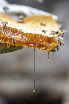 蜜蜂1蜂蜜1养蜂