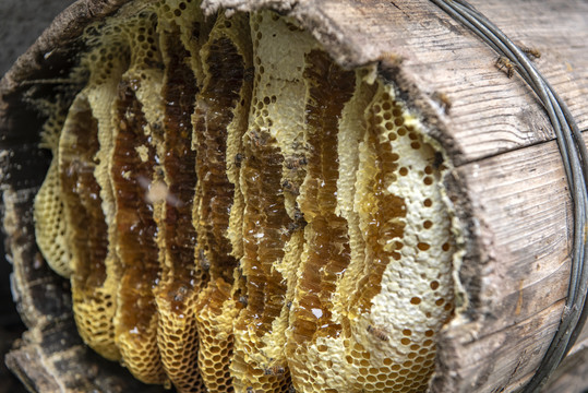 蜂蜜1蜜蜂1传统养蜂