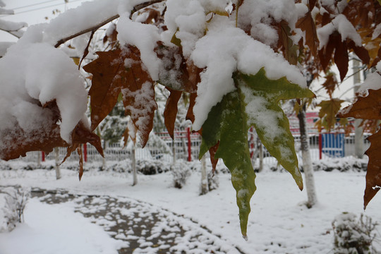 白雪梧桐叶