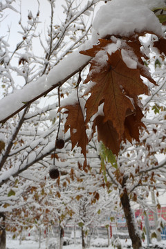 白雪黄叶