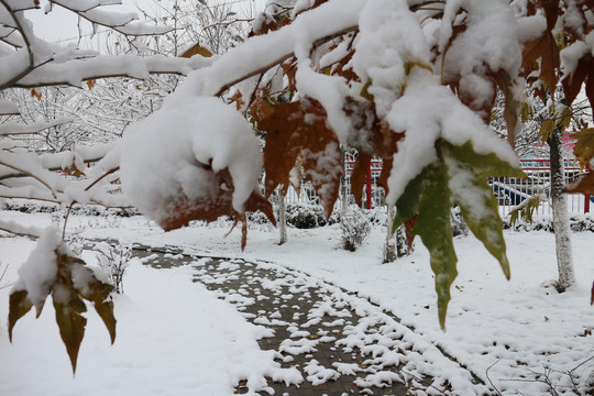 大雪梧桐小路