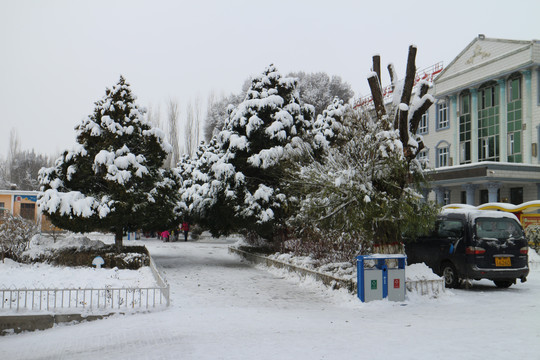 大雪松林