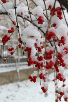 飞雪红果