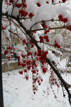 冬雪红果