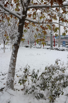冬雪梧桐树