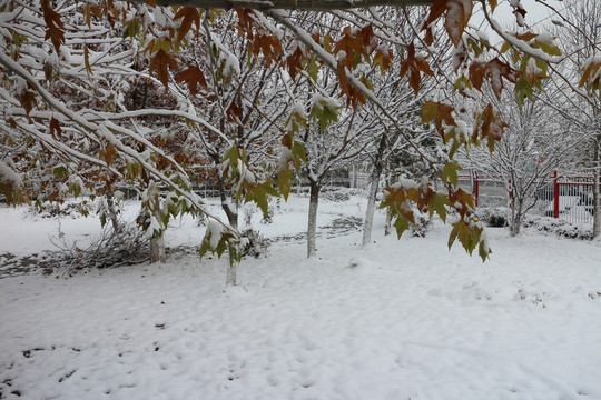 雪地梧桐叶