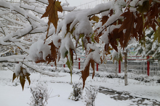 冬雪梧桐叶