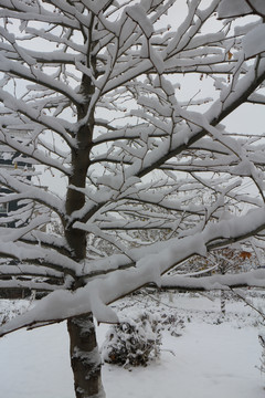 落雪的小树