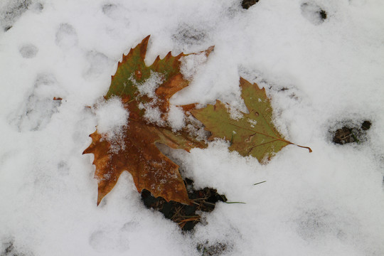 雪地落叶