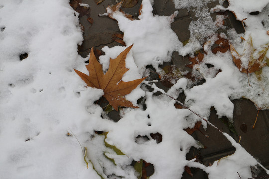 雪地落叶