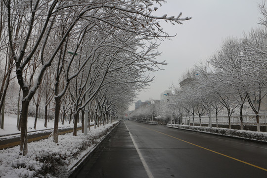 雪后林荫道