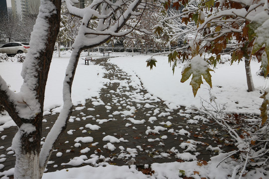 雪后林中小路